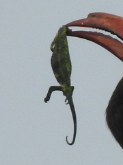Chamaeleonidae