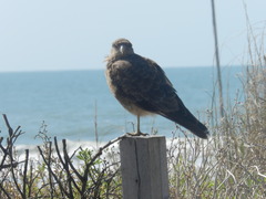 Daptrius chimango