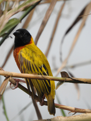 Ploceus melanocephalus