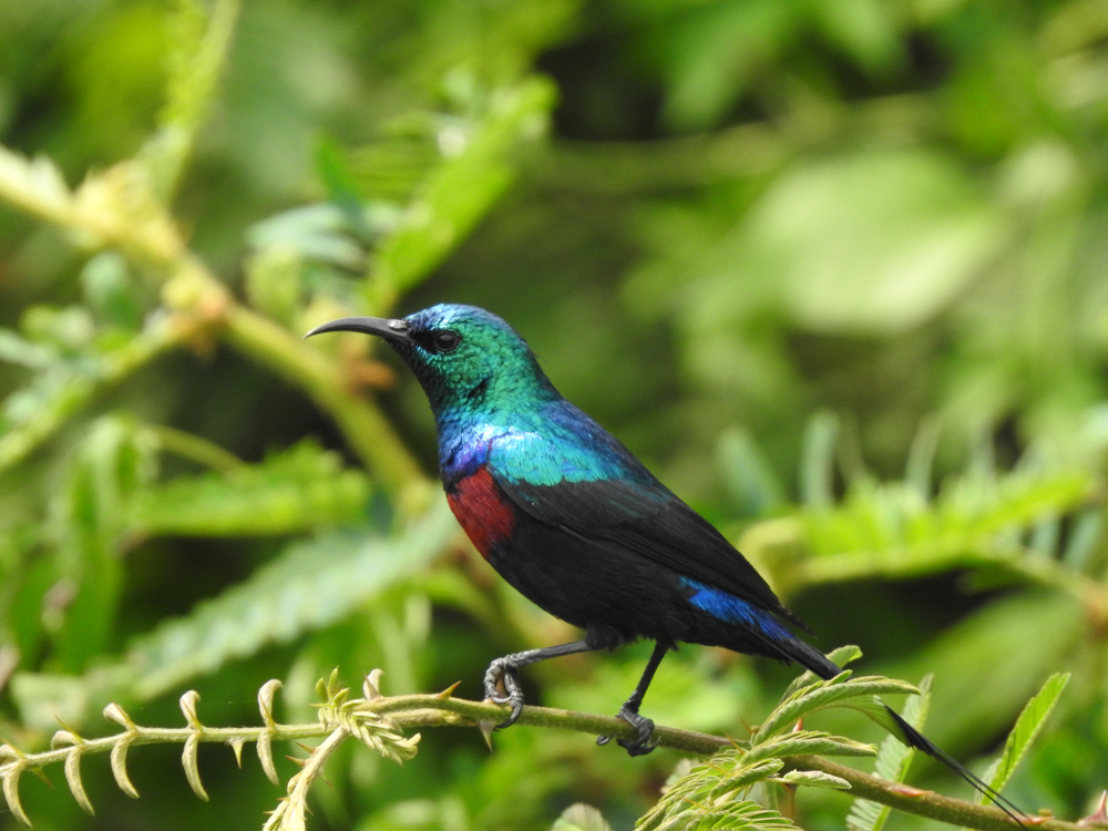 Red-chested Sunbird (Cinnyris erythrocercus) photo