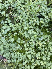 Alchemilla arvensis