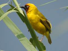Ploceus castanops