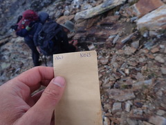 Schistidium frigidum