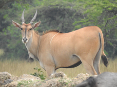 Tragelaphus oryx pattersonianus