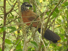 Centropus superciliosus