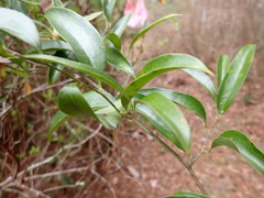 Smilax smallii