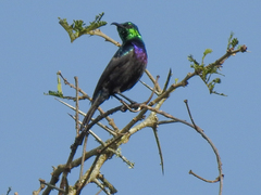 Cinnyris bifasciatus