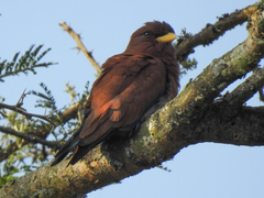 Eurystomus glaucurus