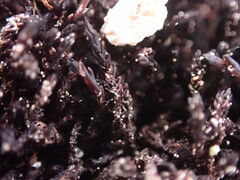 Andreaea