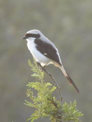 Lanius excubitoroides