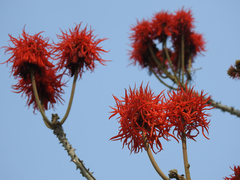 Erythrina abyssinica