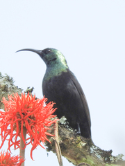 Nectarinia kilimensis