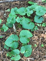 Asarum caudatum