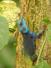 Acanthocercus ugandaensis