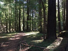 Sequoia sempervirens