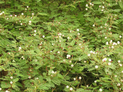 Mimosa tricephala