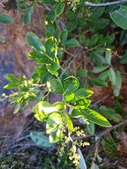 Searsia pyroides