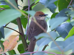 Cisticola chubbi