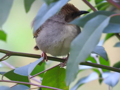 Cisticola chubbi