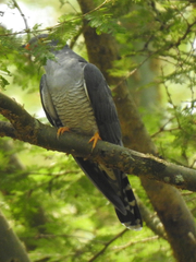 Cuculus gularis