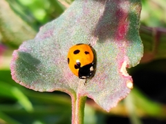 Coccinella algerica