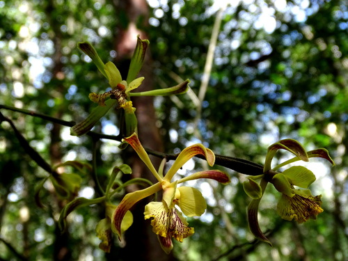 Image of Encyclia alata by (c) Alexis López Hernández, some rights reserved (CC BY)