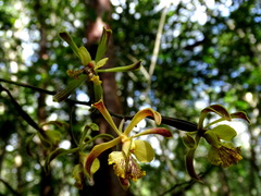 Encyclia alata