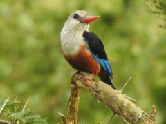 Halcyon leucocephala