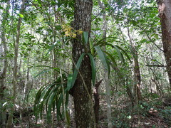 Encyclia alata
