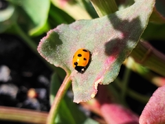 Coccinella algerica