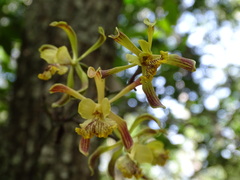 Encyclia alata