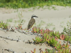 Pitangus sulphuratus