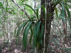 Encyclia alata