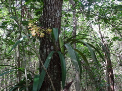 Encyclia alata