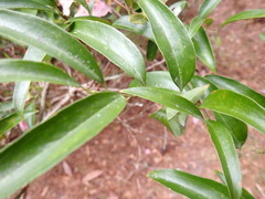 Smilax smallii