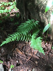 Polypodium calirhiza