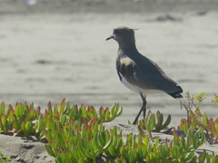 Vanellus chilensis