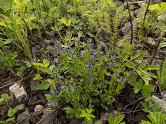 Polygala amarella