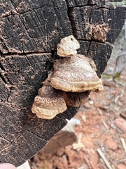 Gloeophyllum sepiarium