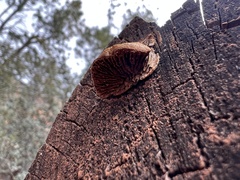 Gloeophyllum sepiarium