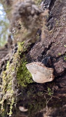Ganoderma lobatum