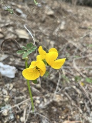 Senna pallida