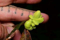 Exobasidium symploci