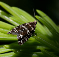 Epinotia tedella