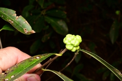 Exobasidium symploci