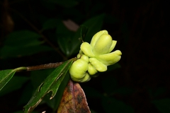 Exobasidium symploci