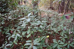 Exobasidium symploci