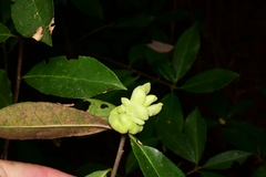 Exobasidium symploci