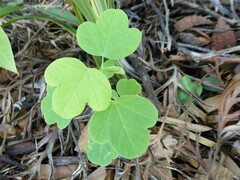 Passiflora subpeltata