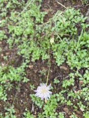 Malacothrix saxatilis